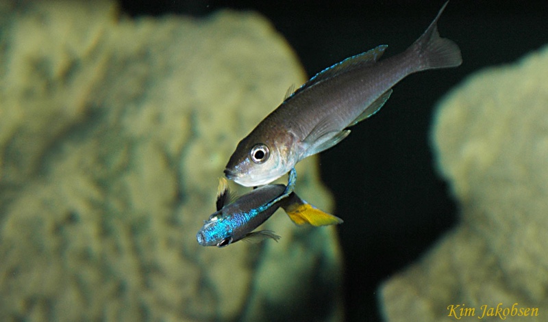 Cyprichromis leptosoma 'Chituta Bay'